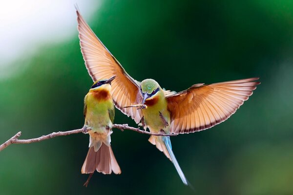 Dancing male bird on a branch