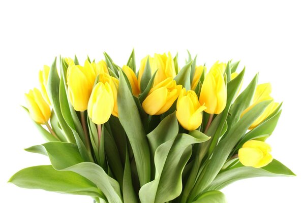 Grand bouquet de tulipes jaunes
