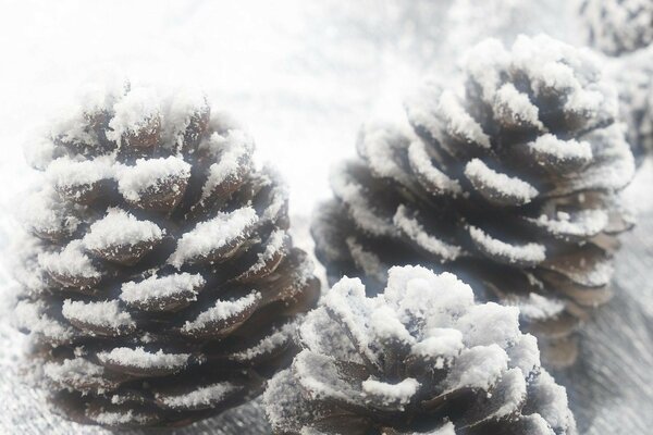 Conos de nieve en el frío