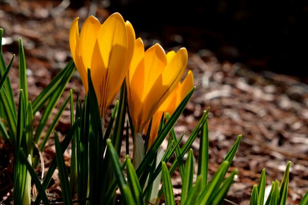 Frühlingskerzen. Gelbe Krokusse