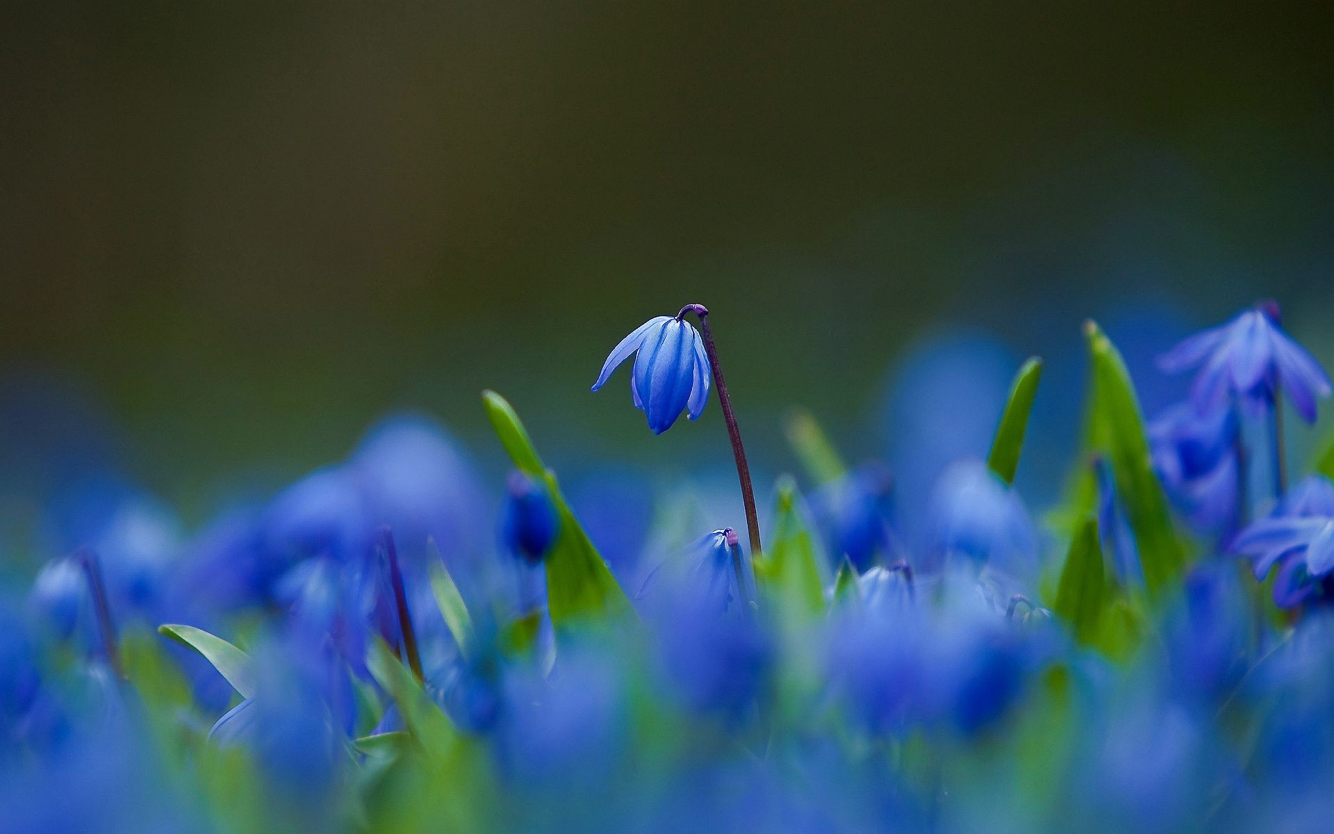 синие цветы природа бесплатно