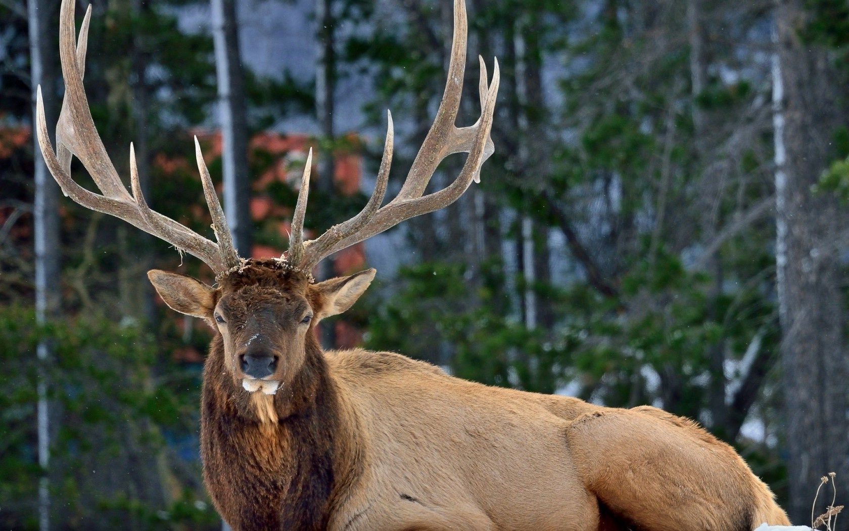 cerf panthère la faune bois nature mammifère elk réservoir sauvage fourrure enterrement de vie de garçon animal cerf rack taureau herbe à l extérieur