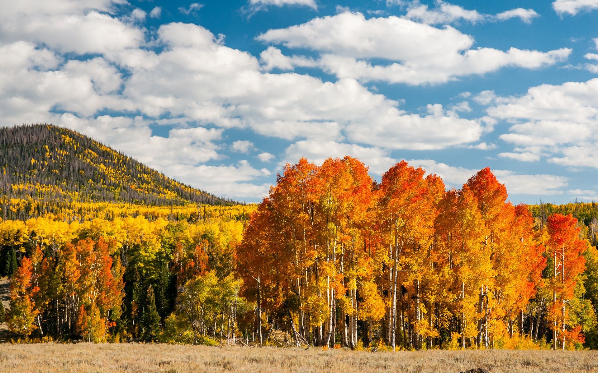 forest fall tree landscape leaf nature wood outdoors scenic sky season travel countryside daylight gold