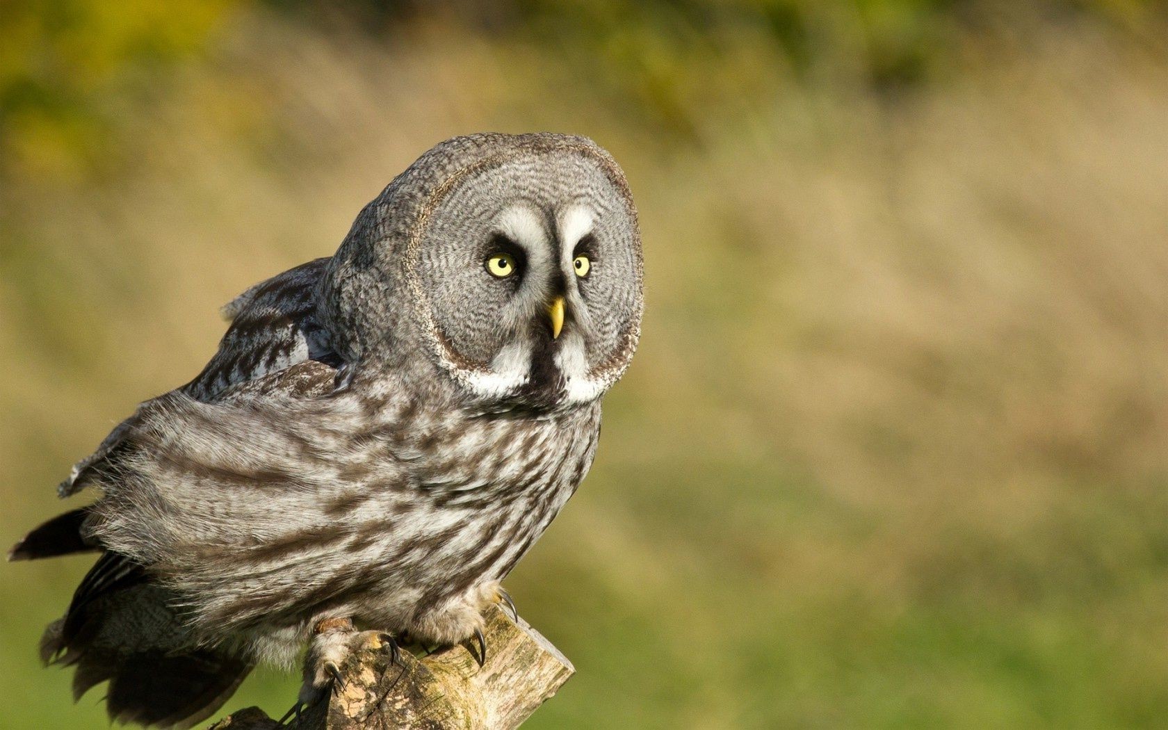 zwierzęta przyroda ptak zwierzę natura dziki portret sowa dziób na zewnątrz avian pióro