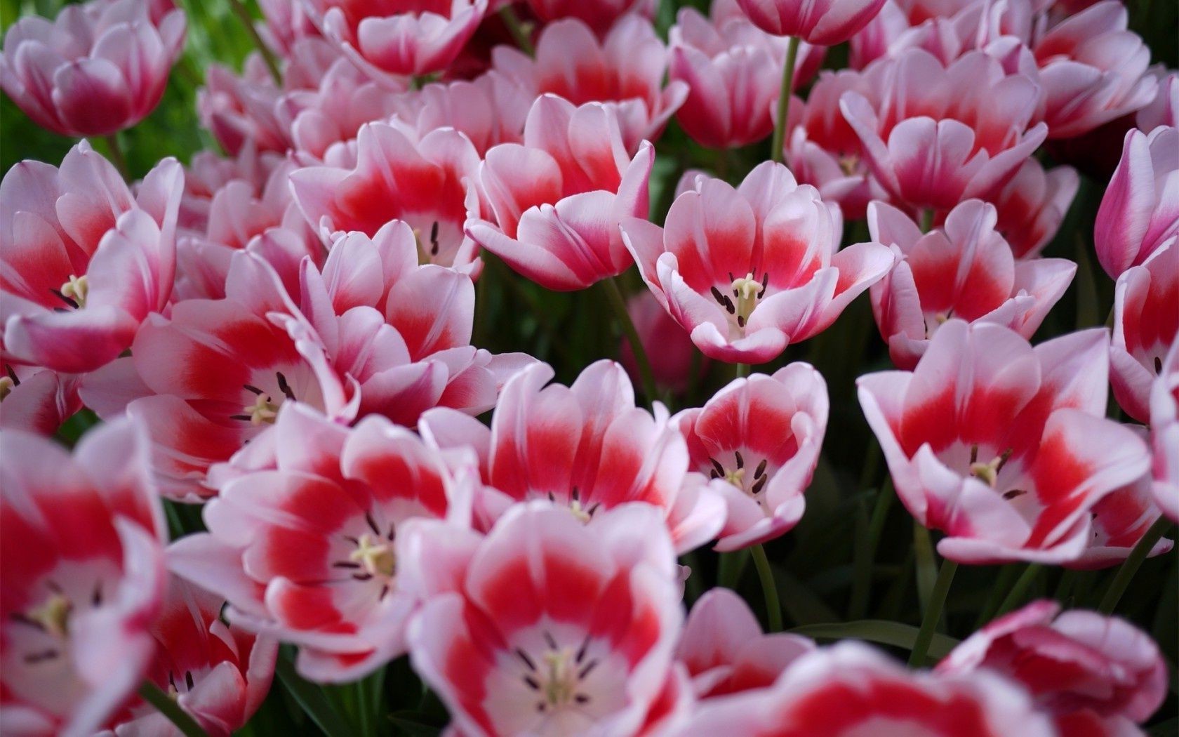 tulipani fiore natura giardino flora tulipano floreale petalo fiore colore estate foglia parco bella vivid bouquet close-up campo decorazione stagione