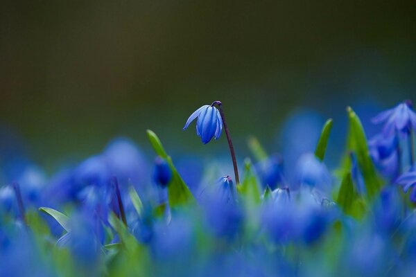 Radura di fiori di Prato Blu