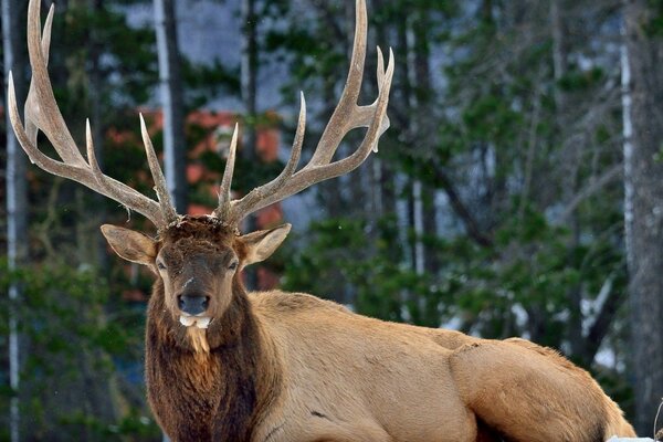 Beautiful antler deer close-up