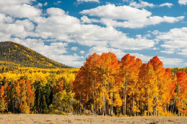 Colores brillantes de árboles de otoño