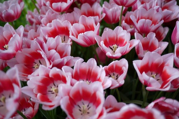 White and pink tulip flowers