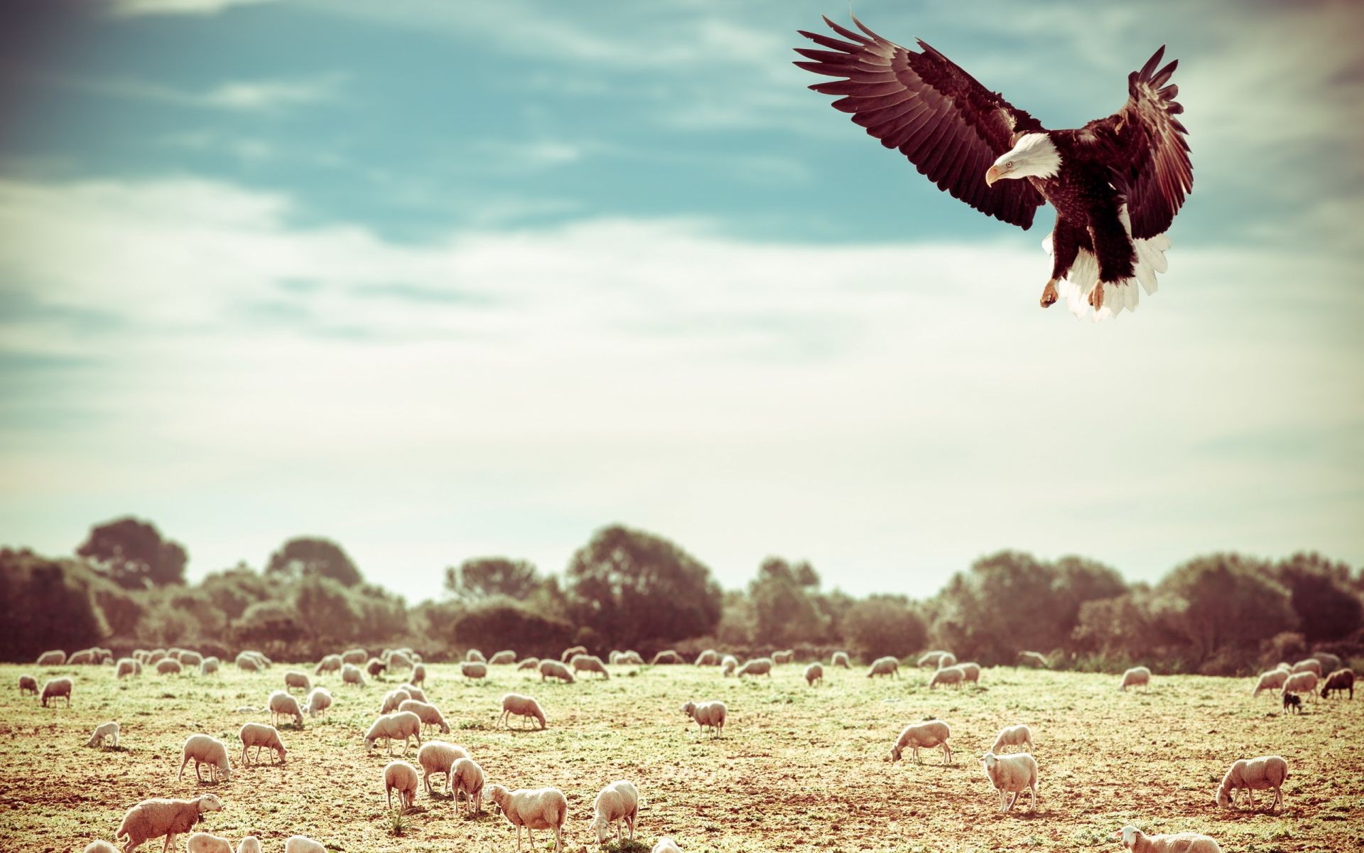 animales aves naturaleza al aire libre cielo vida silvestre libertad