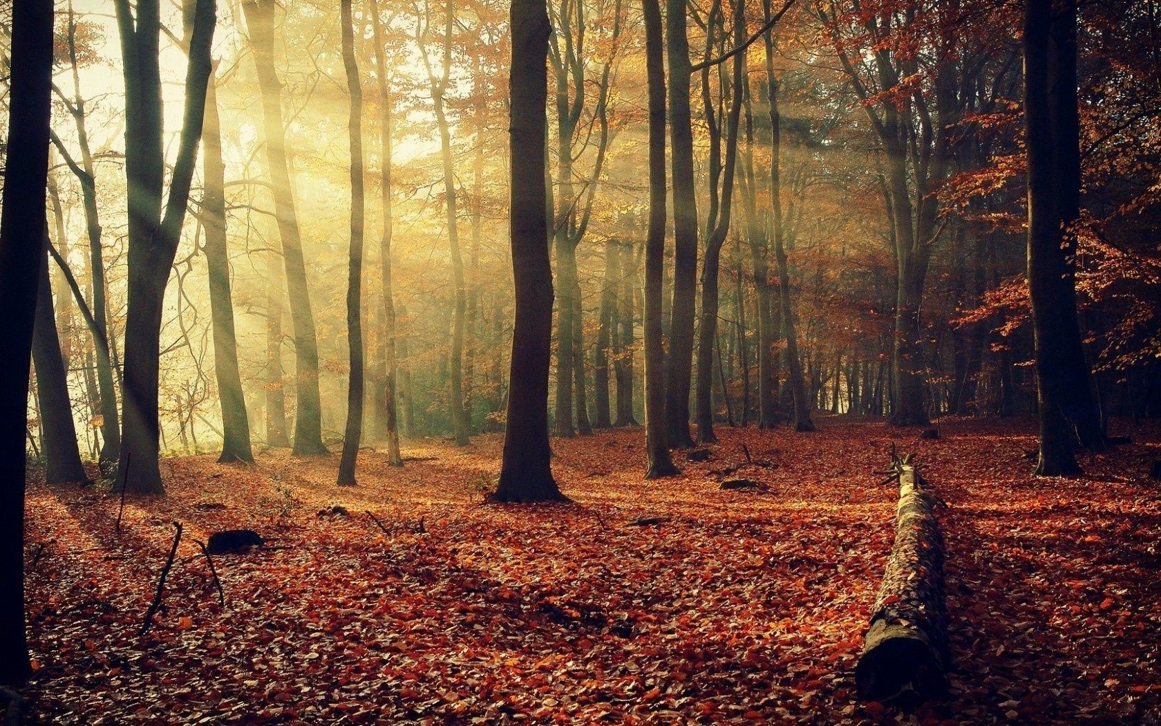 autumn fall wood tree dawn leaf landscape fog mist nature park branch fair weather backlit light season sun scenic beech guidance