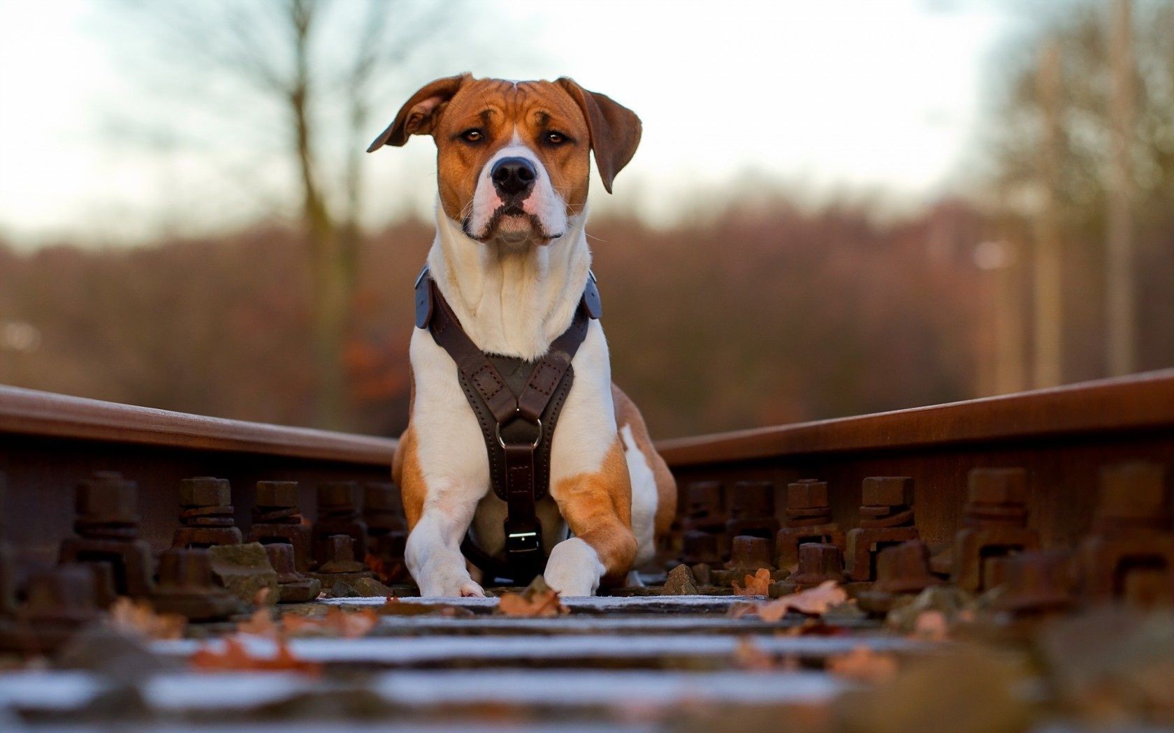 dogs dog portrait one mammal sit outdoors pet canine cute