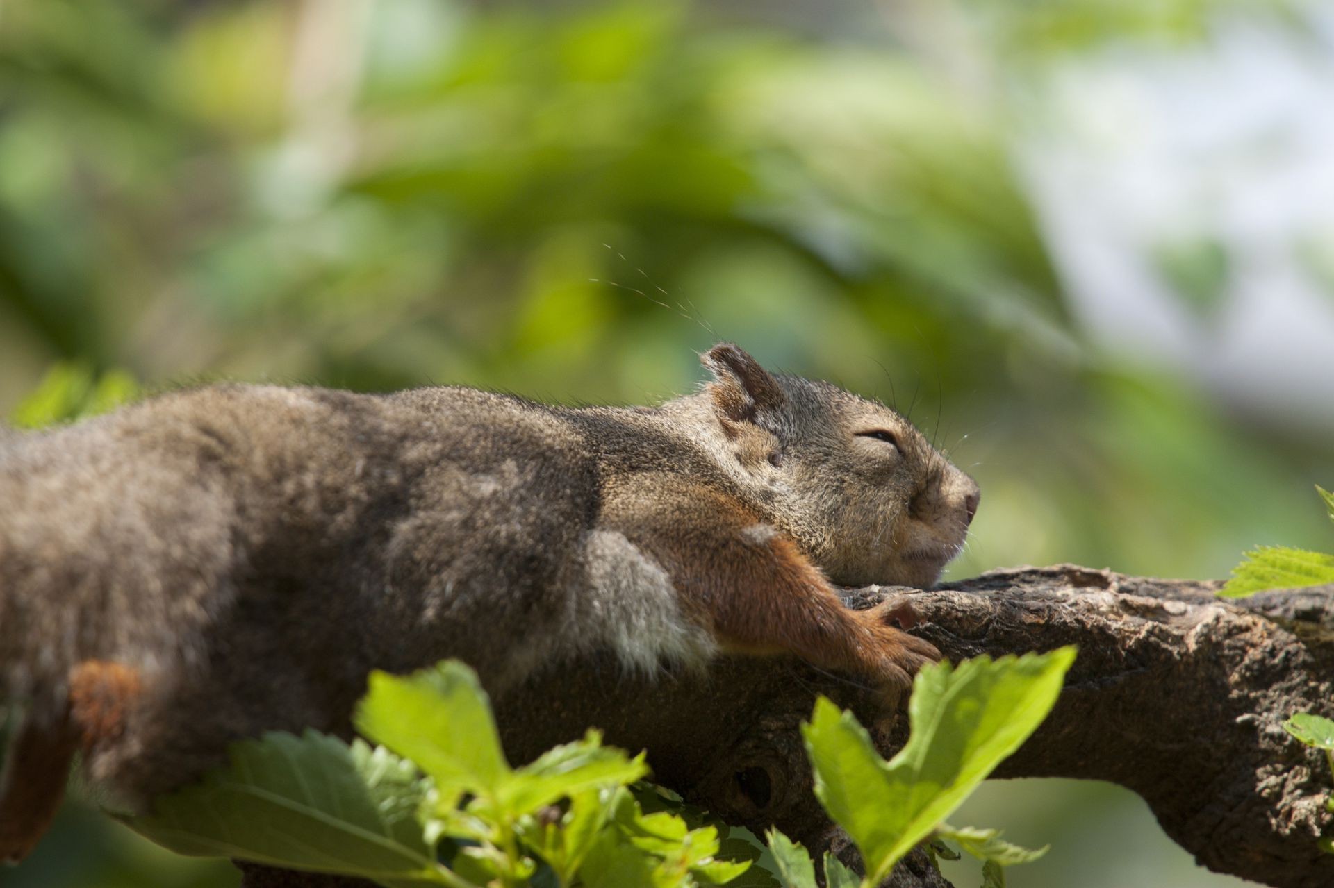 proteins wildlife mammal nature outdoors wood squirrel fur cute wild animal little rodent tree