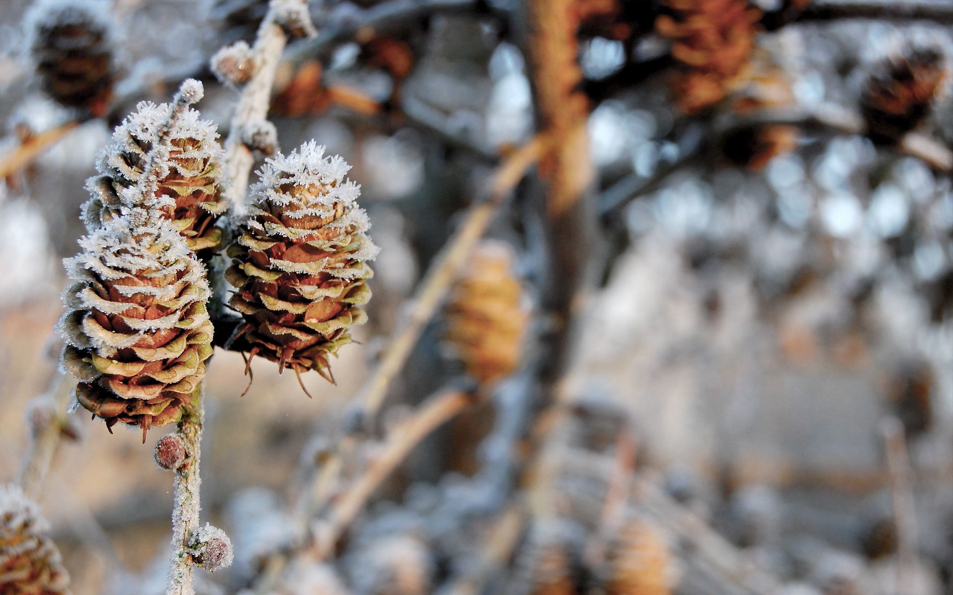 árboles invierno naturaleza árbol temporada al aire libre rama escarcha nieve flora otoño hoja madera navidad