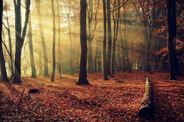 L alba del mattino fa capolino tra gli alberi nella foresta