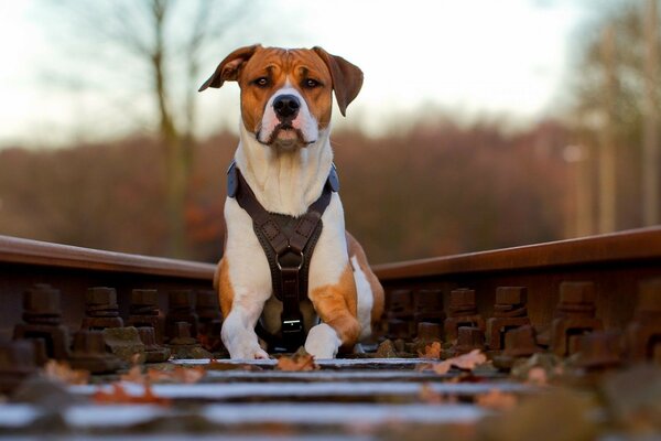 Portrait of a small dog on the rails