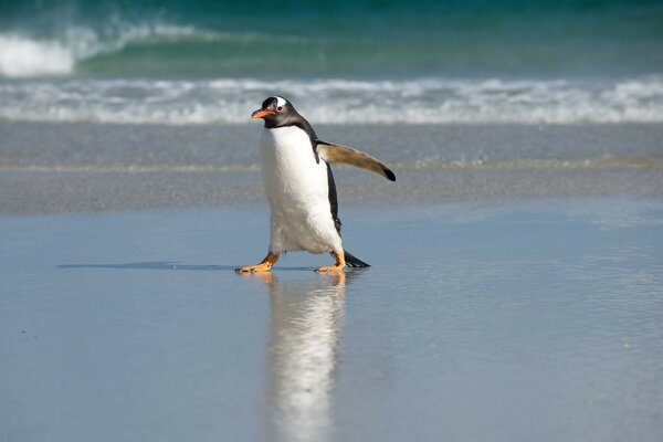 Empörter Pinguin am blauen Strand