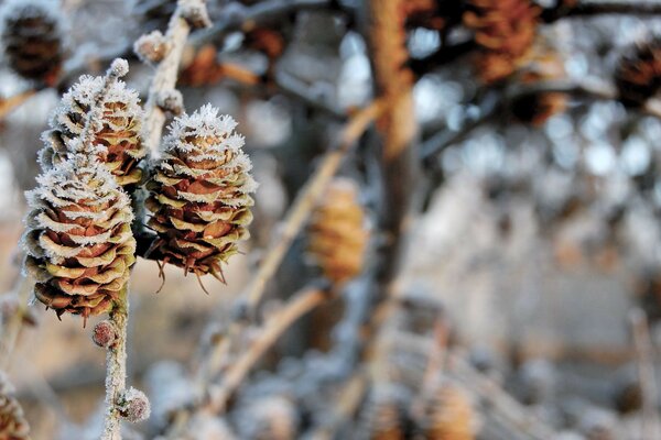 The first frost colored the cones