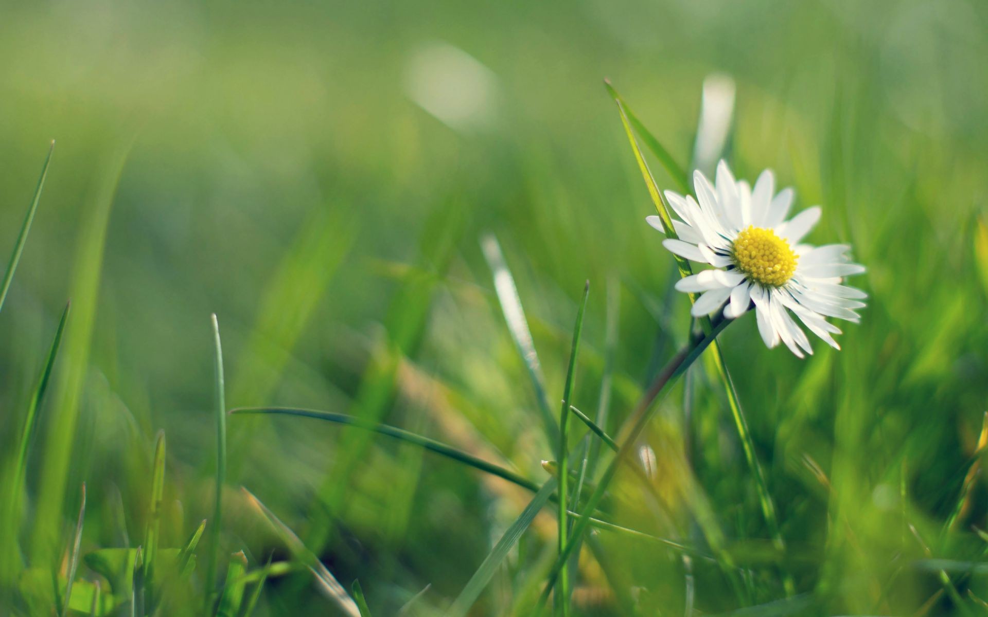 kamille gras natur feld heuhaufen sommer wachstum flora des ländlichen raums blatt rasen garten sonne blume gutes wetter hell umwelt im freien