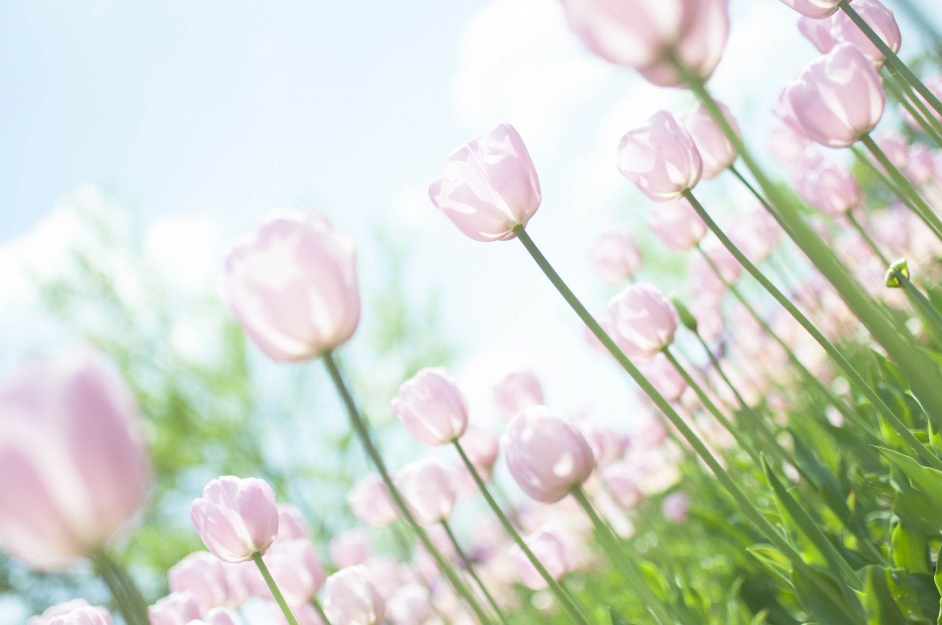 tulipani natura flora fiore estate giardino luminoso campo foglia floreale erba colore crescita petalo bel tempo stagione fioritura buccia delicato tulipano