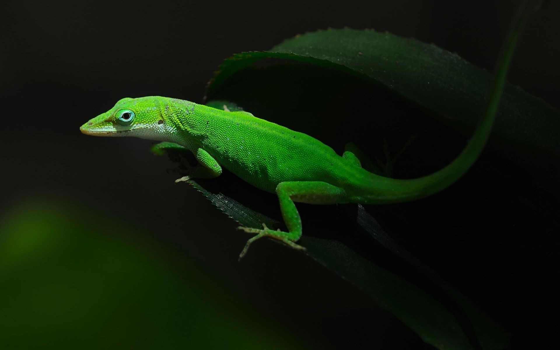 reptiles et grenouilles gazebo lézard faune forêt tropicale gecko un vue latérale à l extérieur nature grenouille animal animal de compagnie arbre feuille amphibien lumière du jour