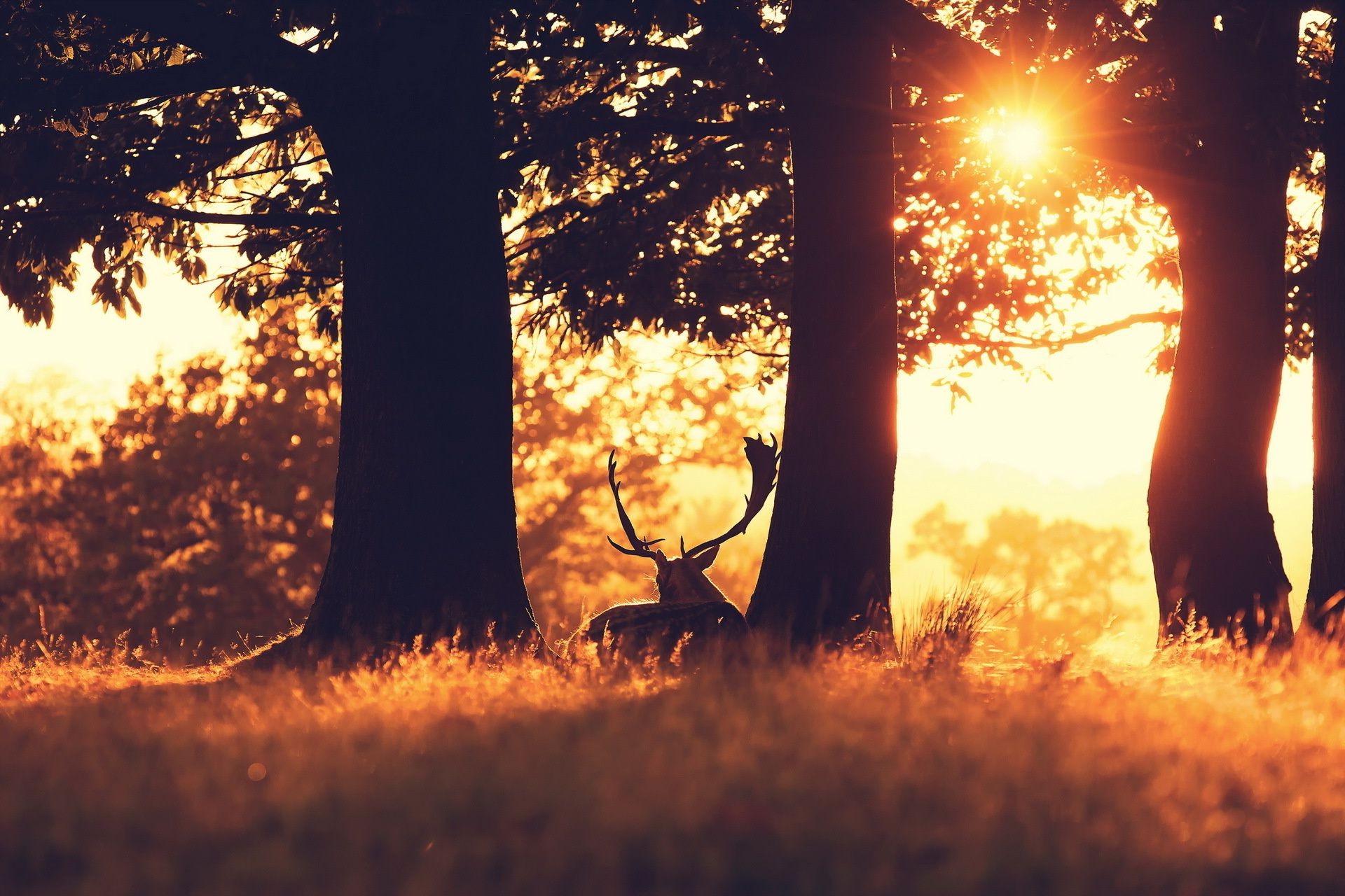 coucher du soleil et l aube arbre aube nature bois rétro-éclairé automne coucher de soleil soleil paysage à l extérieur lumière soir parc beau temps environnement saison campagne feuille crépuscule