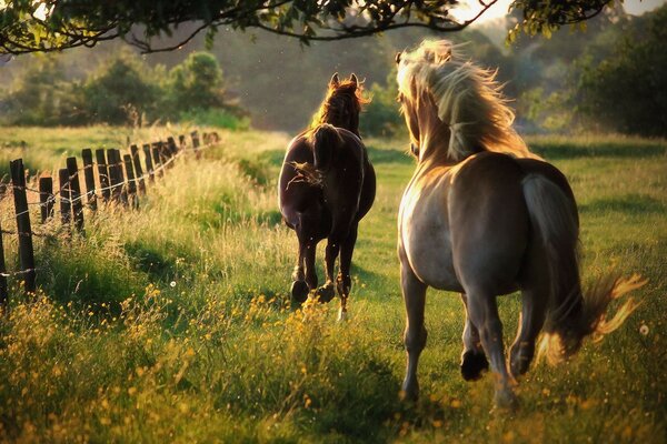 حصان في العشب عند غروب الشمس