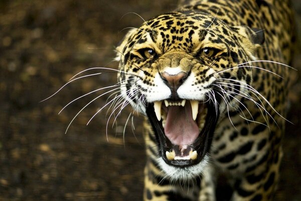 Leopardo rosnando na natureza