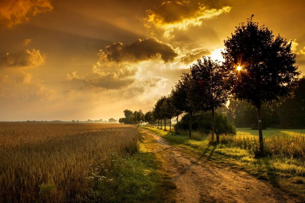 Sonnenuntergang Bäume Feld Landschaft Straße