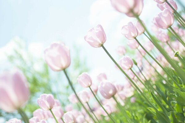 Flores tulipanes de verano desde abajo