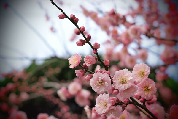 Cherry blossoms on a branch