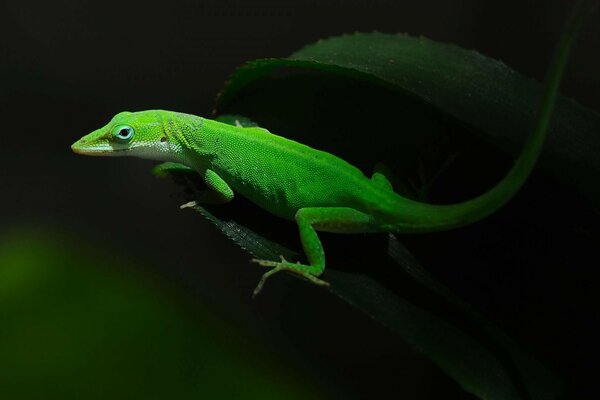 A bright green lizard sits on a leaf