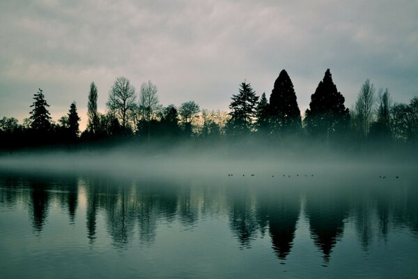 Estanque de la mañana en la niebla