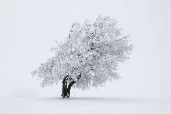 Einsam stehender verschneiter Baum