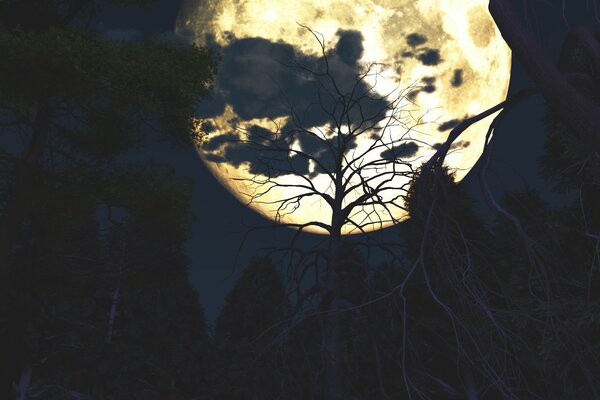 Grande luna sopra una foresta tranquilla