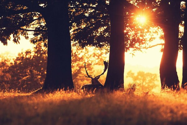 Un hermoso amanecer para los habitantes del bosque