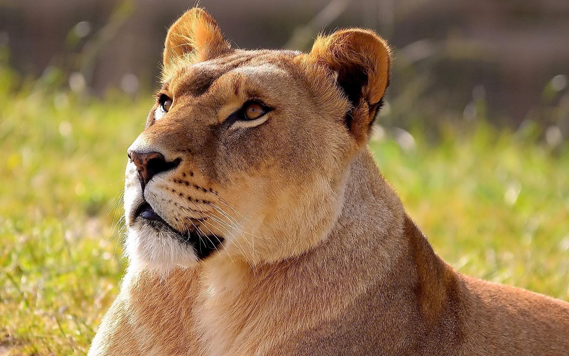 lions chat lion faune mammifère animal prédateur nature sauvage lionne safari portrait mangeur de viande chasseur oeil fourrure zoo herbe