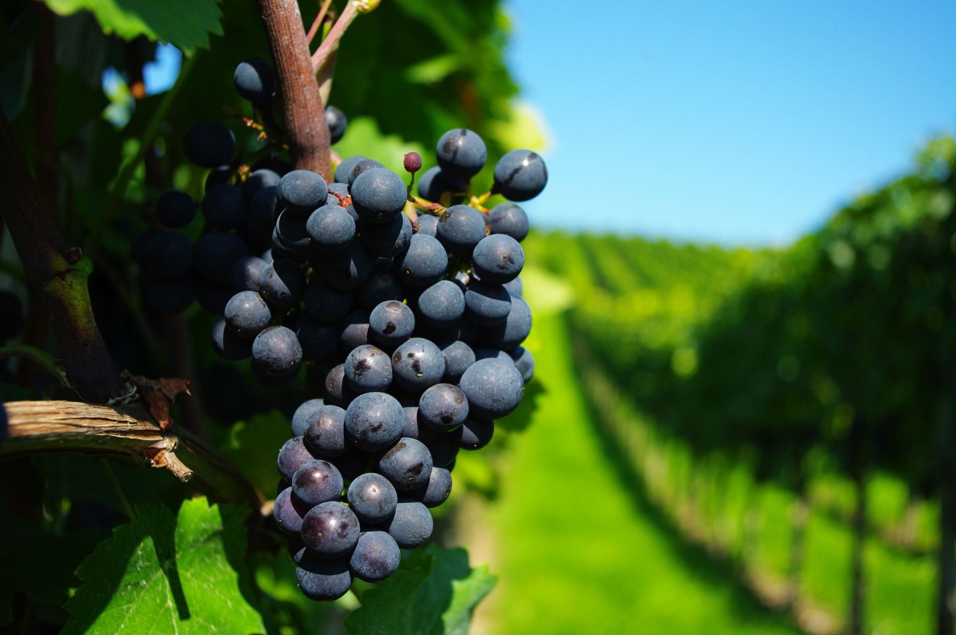 beeren natur obst blatt rebe weide sommer weinberg landwirtschaft wein im freien flora bauernhof essen cluster baum trauben weingut wachsen saftig