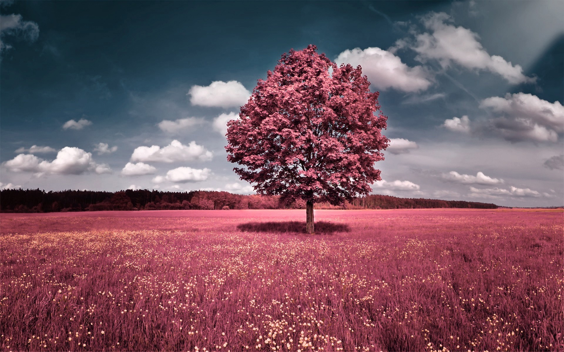 création paysage en plein air nature fleur arbre rural ciel campagne herbe champ lumineux soleil été aube saison foin beau temps