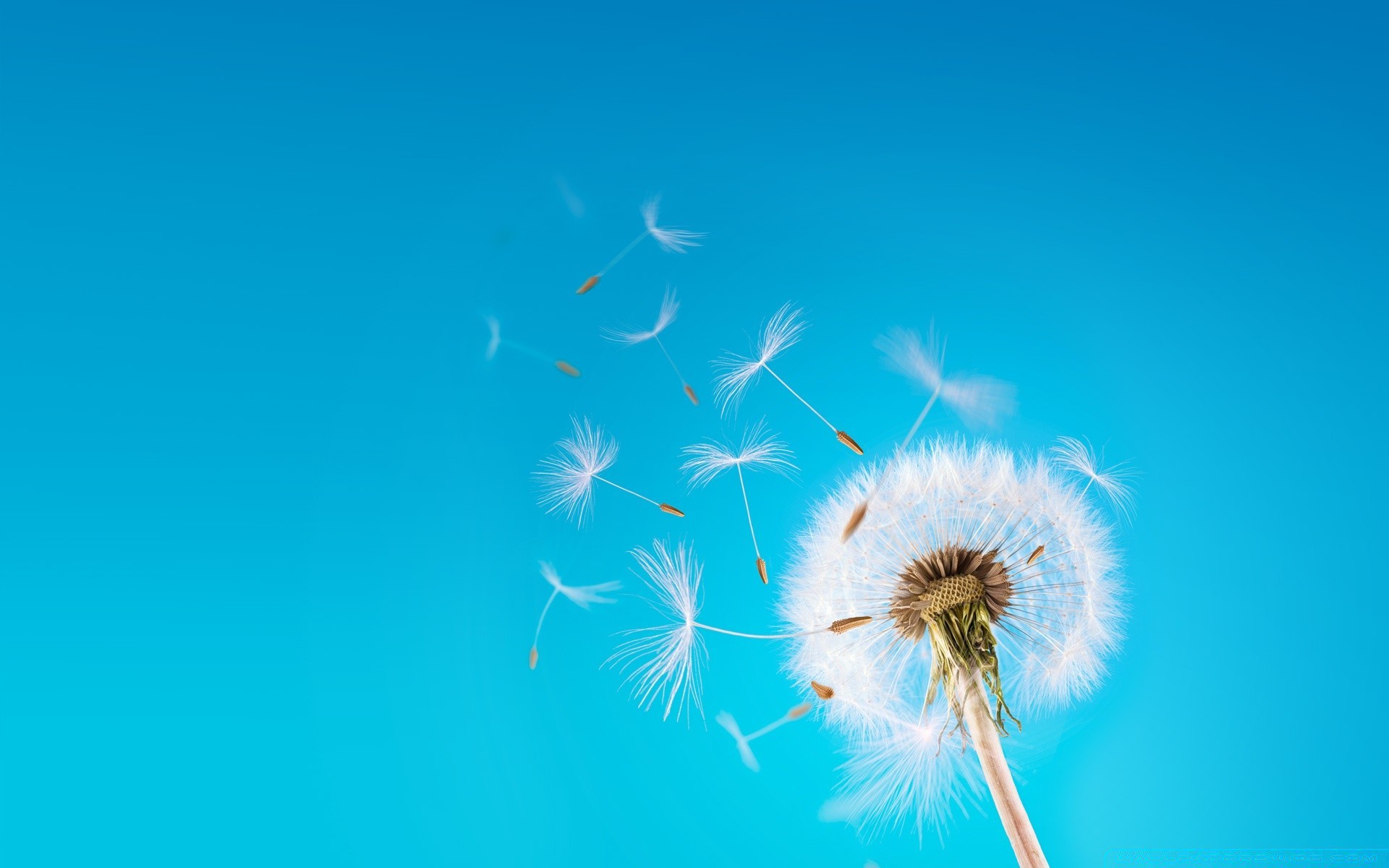 kreativ löwenzahn flaumig himmel natur wind sommer im freien weichheit freiheit hell gutes wetter