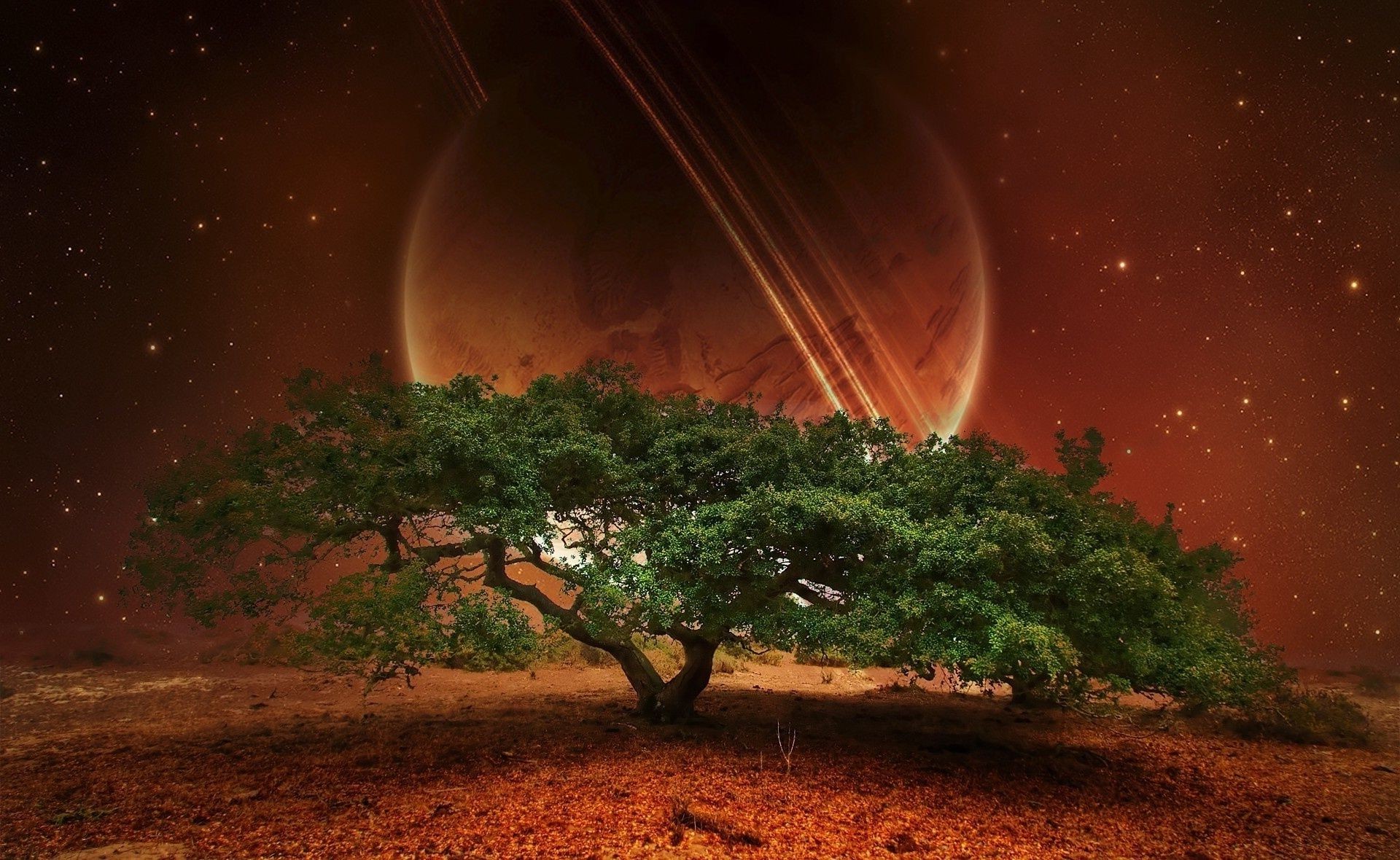 Green tree on the red planet - Phone wallpapers