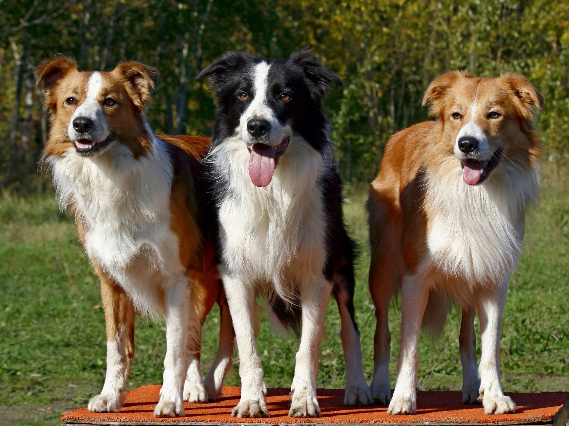 köpekler memeli köpek evde beslenen hayvan hayvan köpek eğitmeni çimen cins soy ağacı yerli