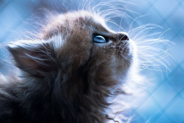 Kitten on a blue background