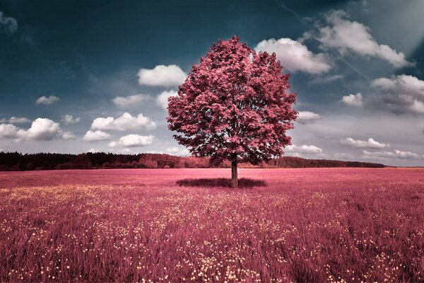 Un árbol solitario en un claro contra un cielo gris nublado