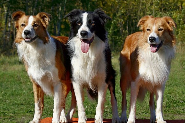 Three dogs are waiting for the owner s command