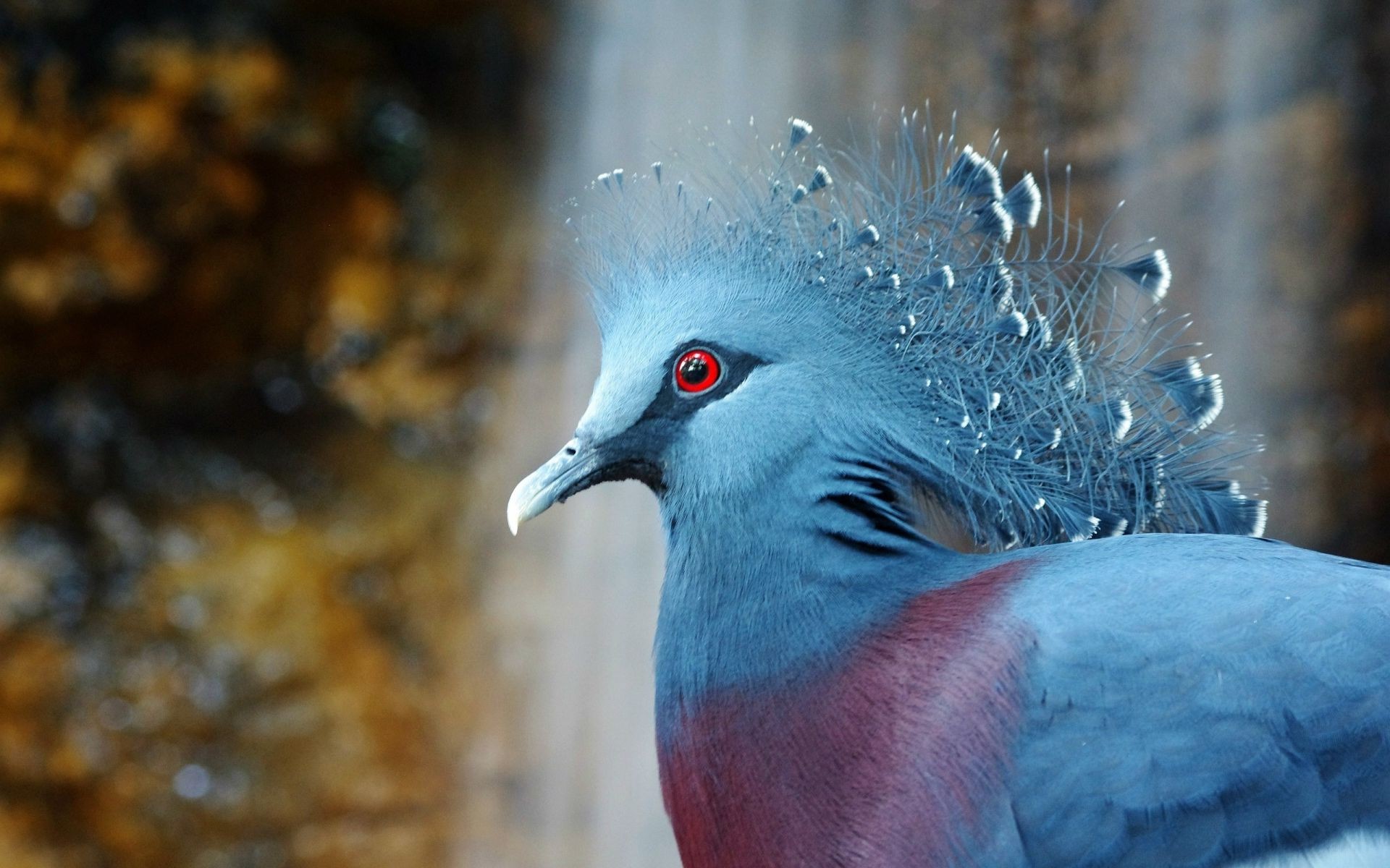 tiere vogel tierwelt tier natur zoo feder porträt im freien