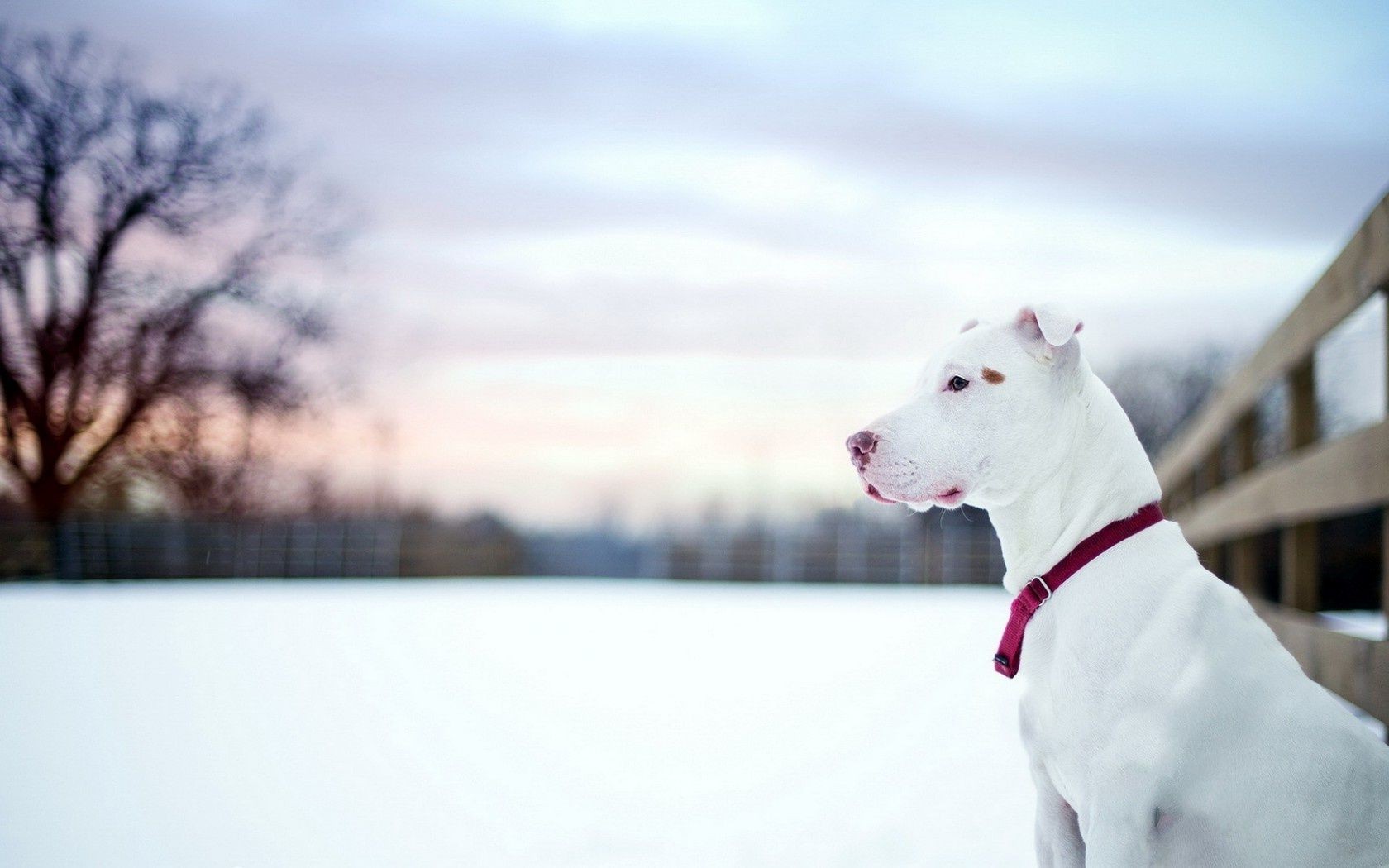 perros invierno nieve perro naturaleza frío al aire libre retrato solo paisaje buen tiempo madera