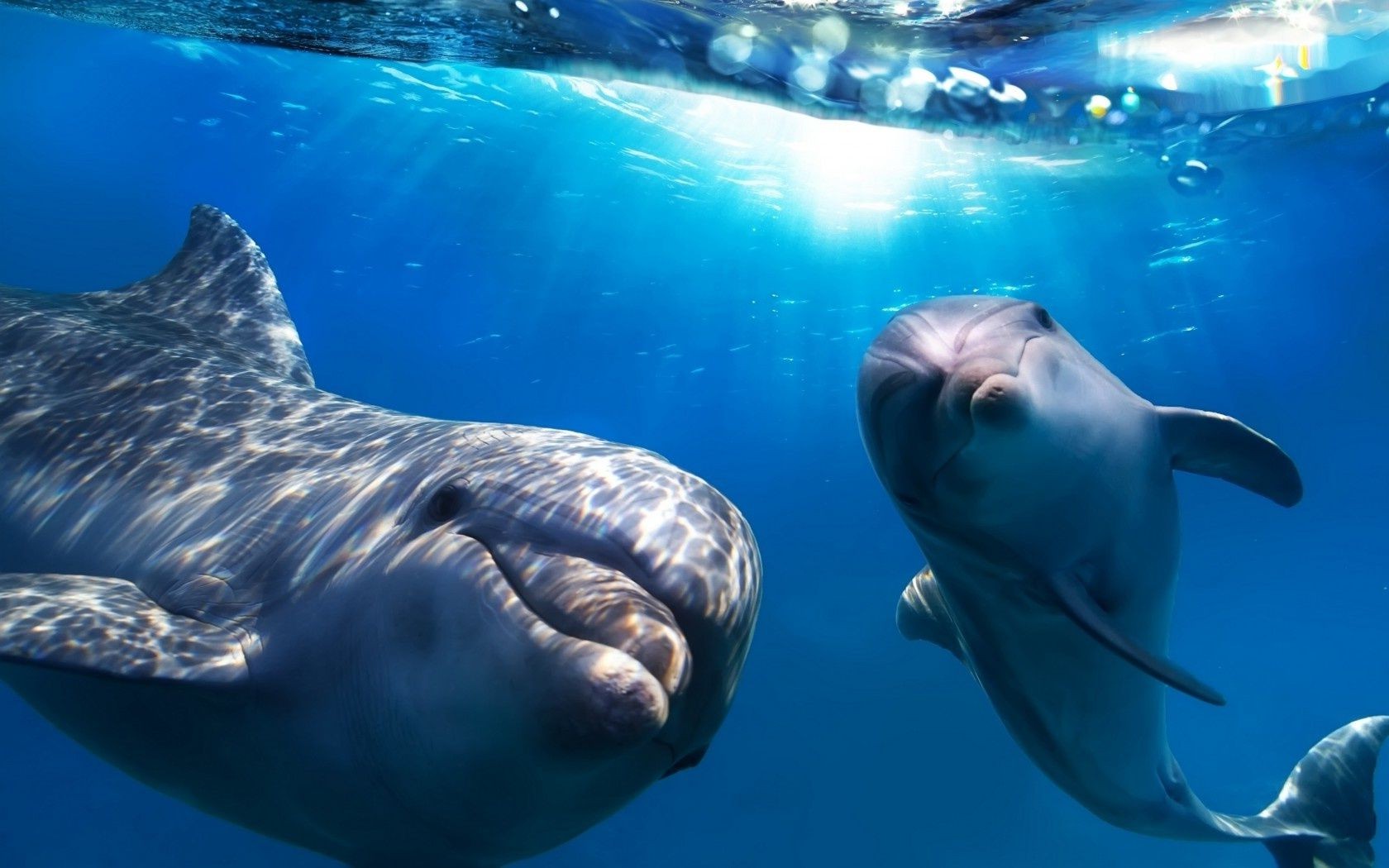 animaux sous-marin poissons ventilateur baleine océan natation eau dauphin mer requin aquarium plongée faune marine