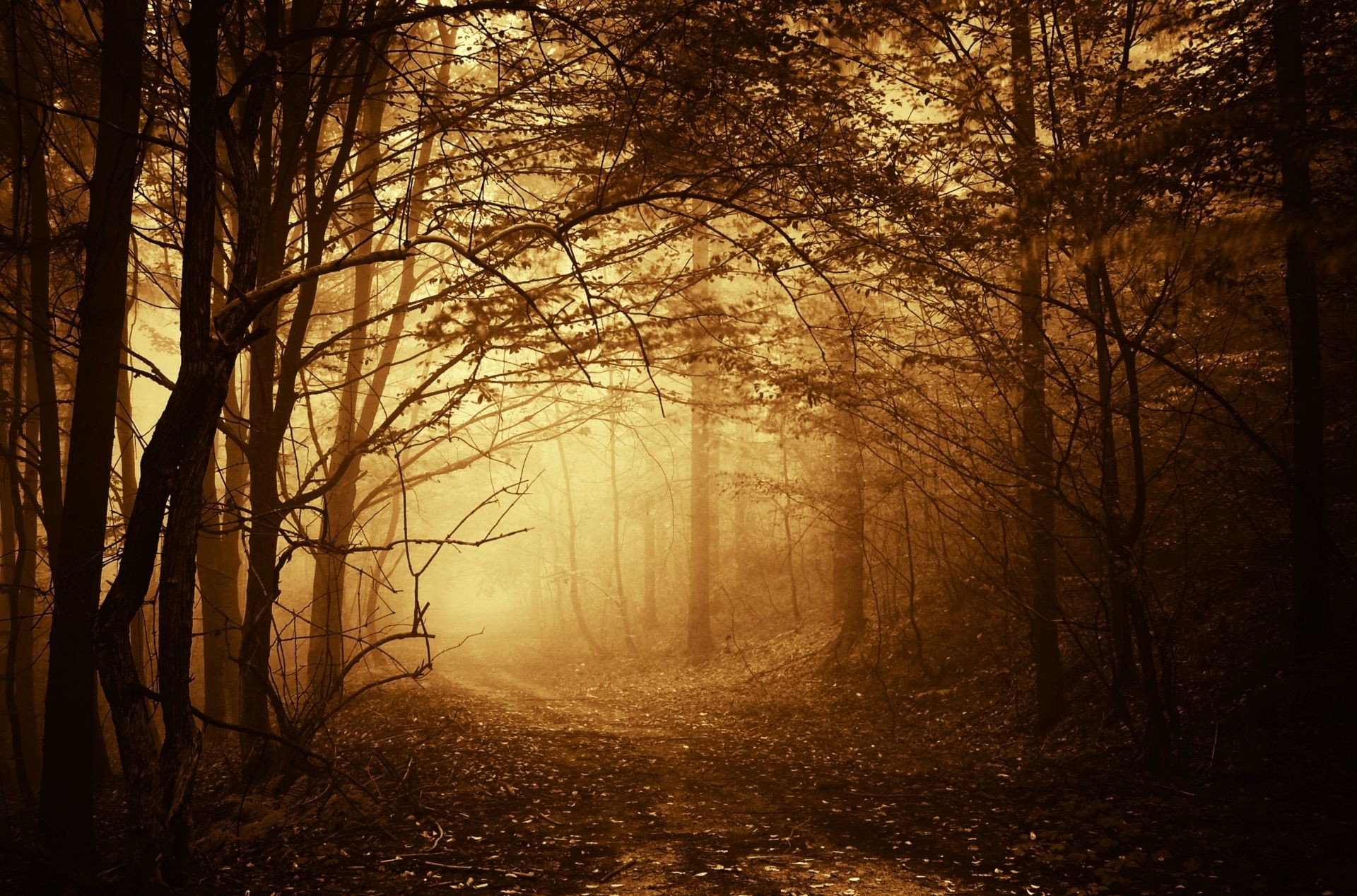 herbst baum nebel dämmerung herbst landschaft holz nebel licht hintergrundbeleuchtung park zweig sonne winter schatten natur geheimnis gutes wetter abend blatt