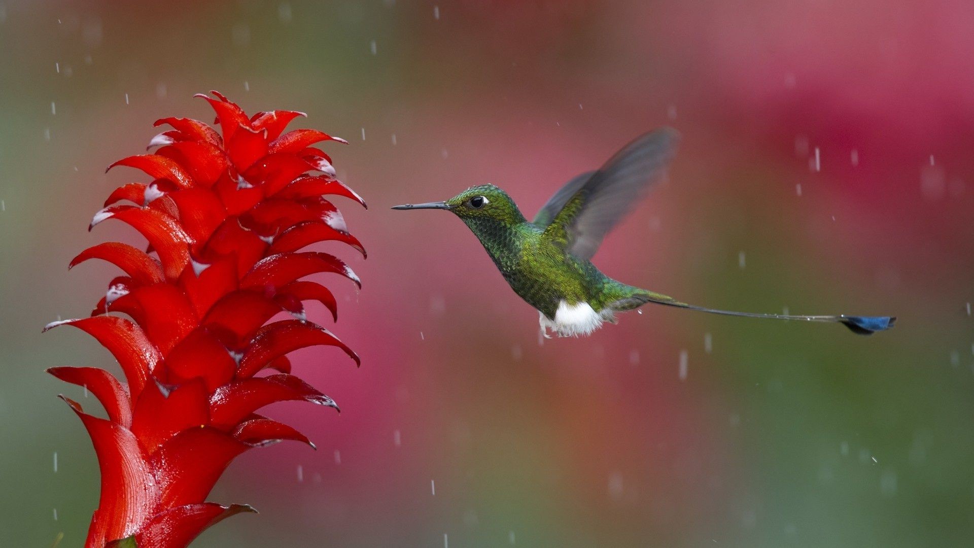 animaux nature couleur